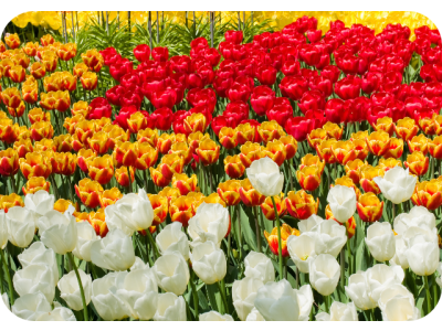 Groot planten met bloembollen: zo krijg je een bloemenzee