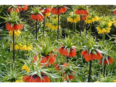 Fritillaria