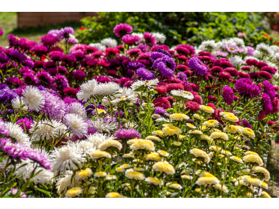 Weet jij wat bloemen symboliseren 