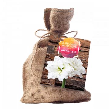 Amaryllis  (Jute)