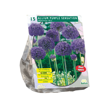 Allium Aflatunense Purple Sensation per 15