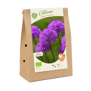 BIO - Allium Purple Sensation per 5