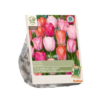 Bio - Tulipa Darwin mix & Bieslook per 10