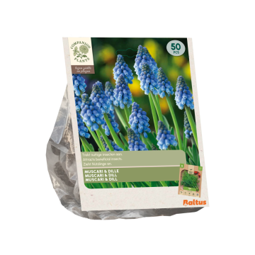 Muscari & Dille per 50