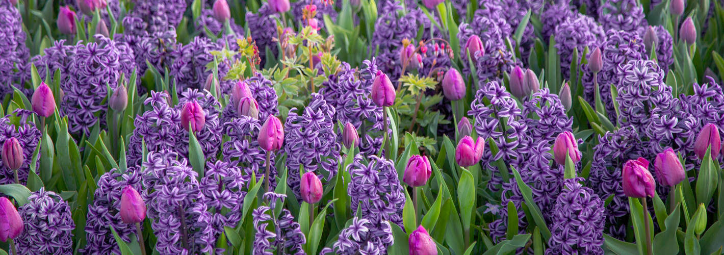 Bulbes les Fleur