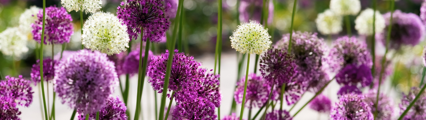 ALLIUM