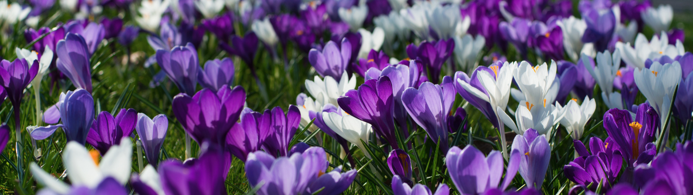 CROCUS