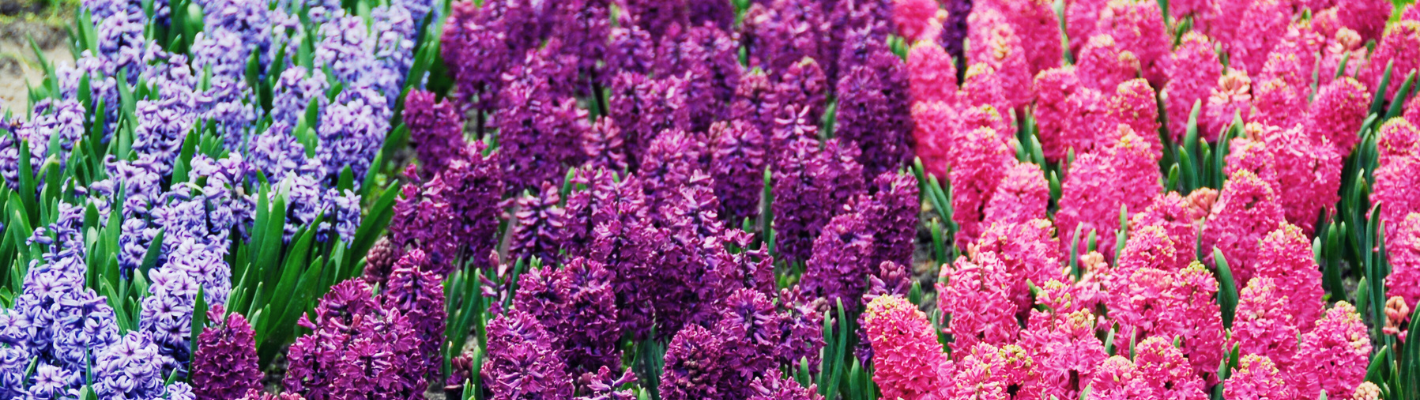 HYACINTH