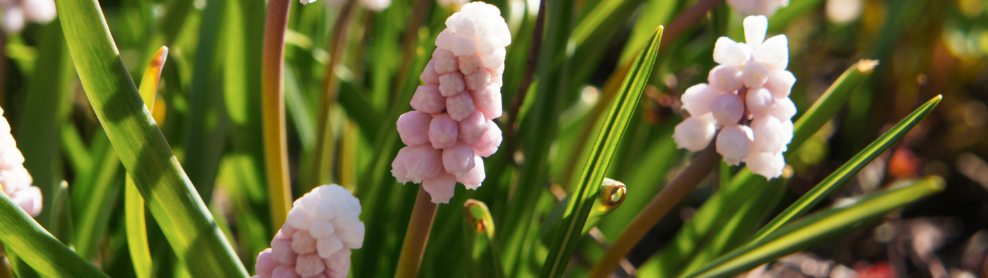 MUSCARI