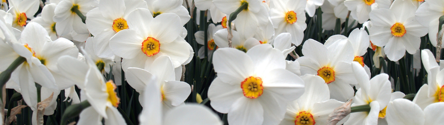 NARCISSUS