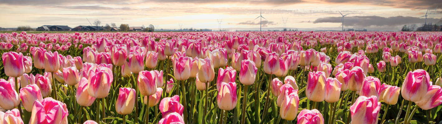 TULIPA